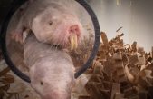 Los ratopines rasurados esconden el secreto de la supervivencia sin oxígeno
