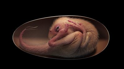 El mejor embrión de dinosaurio jamás encontrado confirma lo parecidos que eran estos animales extintos de las aves modernas