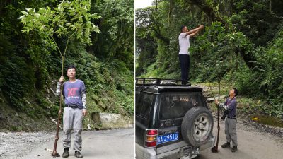 Descubren en el Tíbet la especie más alta de begonia, que mide más que una persona