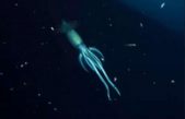 Las 7 criaturas más extrañas captadas en las profundidades del mar en 2021