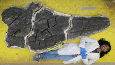 Descubren el ictiosaurio gigante más antiguo