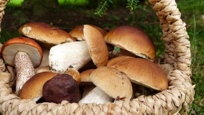 Los hongos son la materia prima del futuro