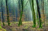 Diferentes maneras de mirar un bosque