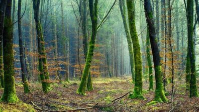 Diferentes maneras de mirar un bosque