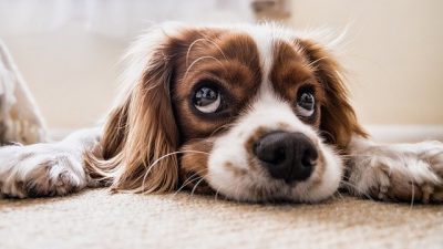 Un estudio revela que los perros pueden distinguir idiomas