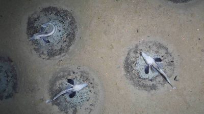 Descubren el mayor criadero de peces del mundo bajo el hielo de la Antártida