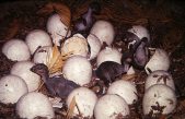 Descubren en Brasil cinco huevos fosilizados de una especie “desconocida” de dinosaurio carnívoro que vivió hace más de 60 millones de años