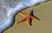 Crean una estrella de mar robótica que se autorrepara