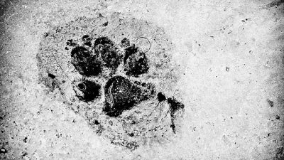 Los primeros humanos de América iban con perros