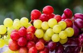 Más razones para comer uva: aumentan la diversidad del bioma intestinal y reducen el colesterol