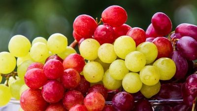 Más razones para comer uva: aumentan la diversidad del bioma intestinal y reducen el colesterol