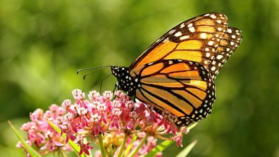 El ‘maquillaje’ de las mariposas