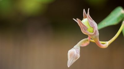 El botón floral más antiguo del mundo podría resolver el “abominable misterio” de Darwin
