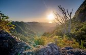 Las interacciones entre las plantas de alta montaña