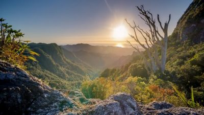 Las interacciones entre las plantas de alta montaña