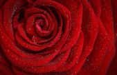 Efecto pétalo de rosa: Desvelado uno de los mayores enigmas de las superficies biológicas
