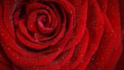Efecto pétalo de rosa: Desvelado uno de los mayores enigmas de las superficies biológicas