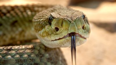 Descubren que la saliva humana y el veneno de las serpientes tienen el mismo origen
