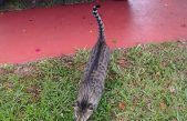 El extraño y conmovedor método japonés para encontrar a un gato perdido