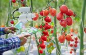 Un equipo del CSIC utilizará inteligencia artificial cuántica para predecir el rendimiento de los cultivos agrícolas