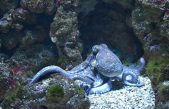 Descubren que el cerebro de los pulpos evolucionó de forma similar al de los humanos