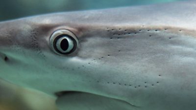 Descubren que los tiburones duermen con los ojos abiertos