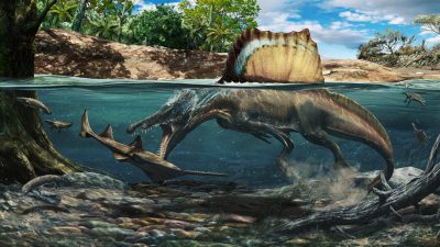 Revelan que algunos dinosaurios carnívoros habrían tenido hábitos acuáticos