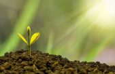 ¿Cuáles fueron las primeras plantas terrestres?