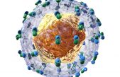 Investigadores del CSIC desarrollan novedosas moléculas inhibidoras del virus de la hepatitis C mediante evolución in vitro