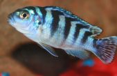 Estos peces saben sumar y restar un número del uno al cinco