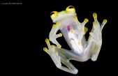 Dos nuevas especies de ranas de cristal fueron descubiertas en Ecuador