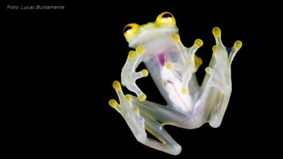 Dos nuevas especies de ranas de cristal fueron descubiertas en Ecuador