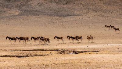 Tíbet, un hábitat ideal para los animales salvajes