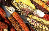 Entierros de 5,600 años revelan que el maíz llegó a la región maya por medio de la migración humana
