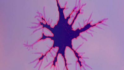 El campo eléctrico colectivo de las neuronas, ¿la clave oculta del pensamiento?