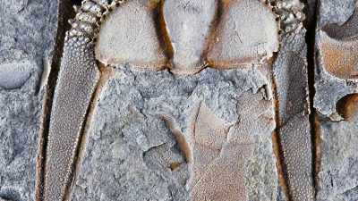 Descubierto en Perú un trilobites de 473 millones de años con características inéditas