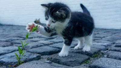 Diseñar gatos hipoalergénicos con la ‘tijera genética’ CRISPR será posible en cinco años
