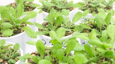 Plantas capaces de “recordar” las temperaturas que experimentan durante el día