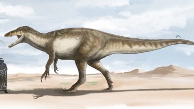 Descubren una nueva especie de dinosaurio carnívoro gigante