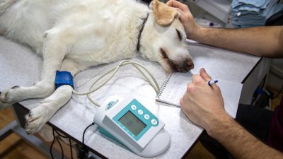 Día Mundial del Veterinario