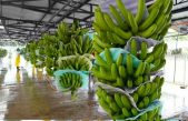 ¿Pierde dulzor y nutrientes la fruta madurada artificialmente?