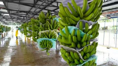 ¿Pierde dulzor y nutrientes la fruta madurada artificialmente?