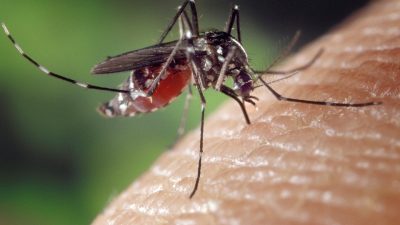 Los científicos han descubierto por qué los mosquitos solo atacan a algunas personas