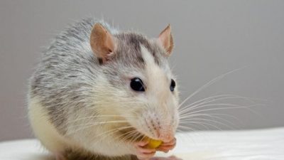 Descubren que un roedor africano con similitudes genéticas con los humanos puede regenerar sus células