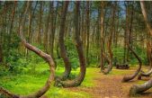 Así es el siniestro bosque de Hoia Baciu, el Triángulo de las Bermudas de Transilvania