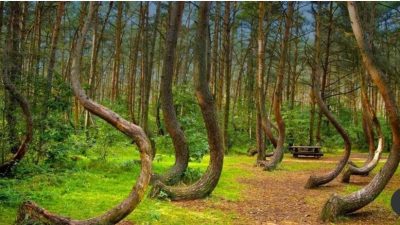 Así es el siniestro bosque de Hoia Baciu, el Triángulo de las Bermudas de Transilvania