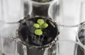 Los científicos logran cultivar plantas en suelo de la Luna por primera vez en la historia