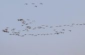 Día Mundial de las Aves Migratorias