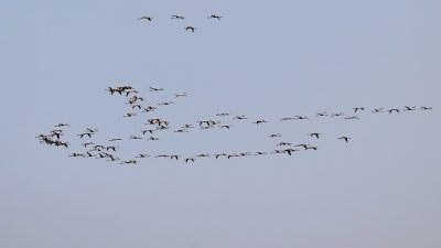 Día Mundial de las Aves Migratorias