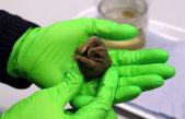 Redescubiertos los ornitorrincos y equidnas que demostraron que los mamíferos ponían huevos